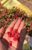 تصویر  زرشک پفکی لوکس و صادراتی