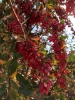 تصویر  زرشک زیرتالاری درجه یک
